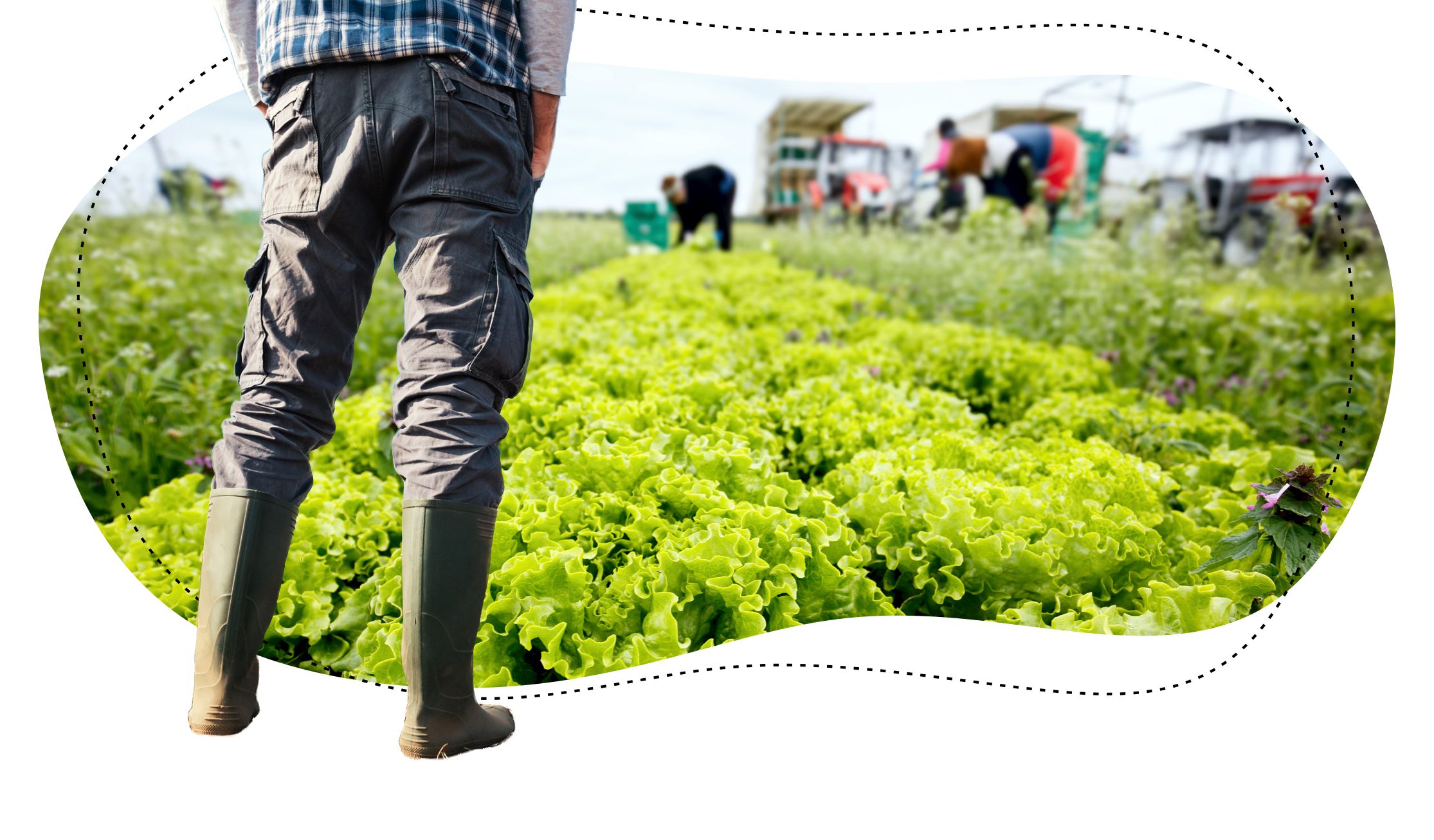 Chandler Agribusiness - image of farmworker working in the field