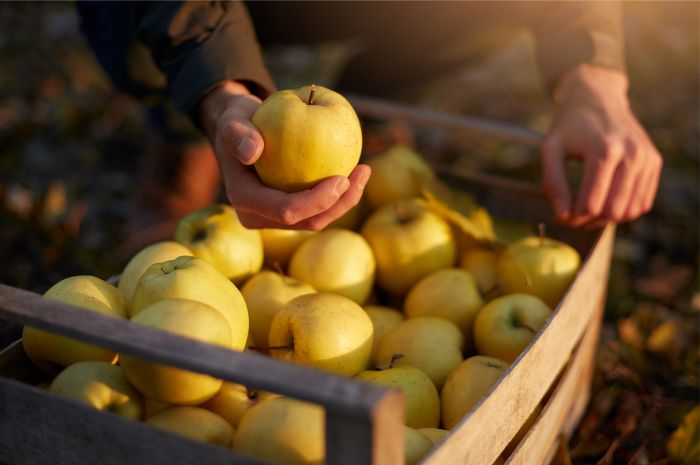 Chandler Agribusiness - Payroll Management