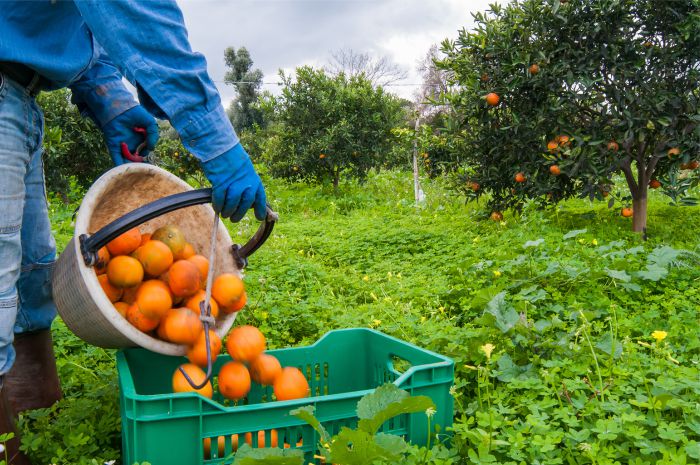  Chandler Agribusiness - Harvest Guide
