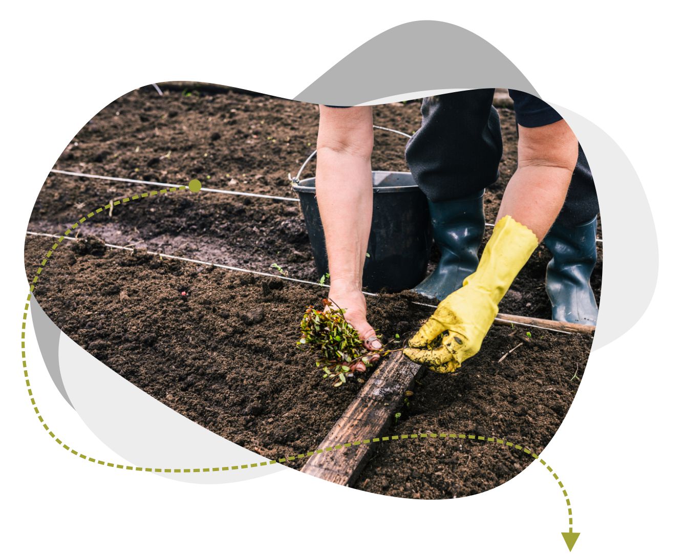 Chandler Agribusiness - image of farmworker planting crops