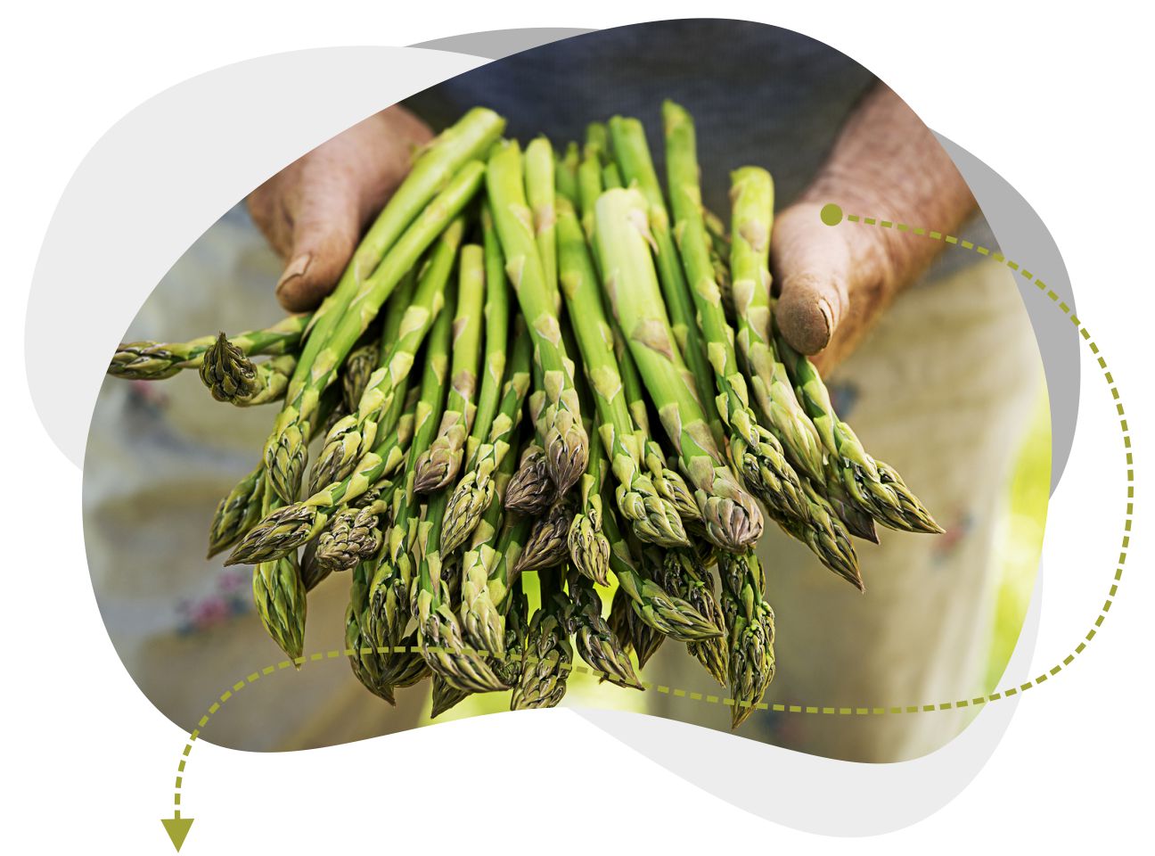 Chandler Agribusiness - image of farmworker harvesting crops