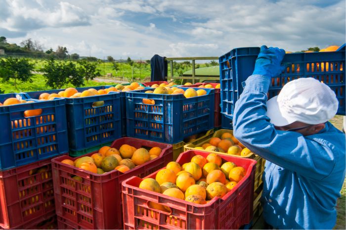 Chandler Agribusiness Labour hire