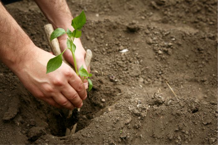  Chandler Agribusiness - Horticulture